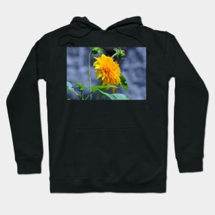 Yellow Dahlia Hoodie